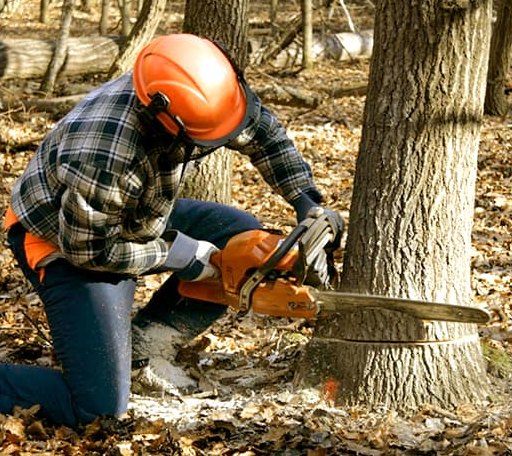 Tree Removal in Ennice, NC